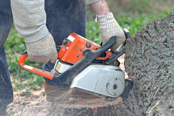  Henning, TN Tree Services Pros